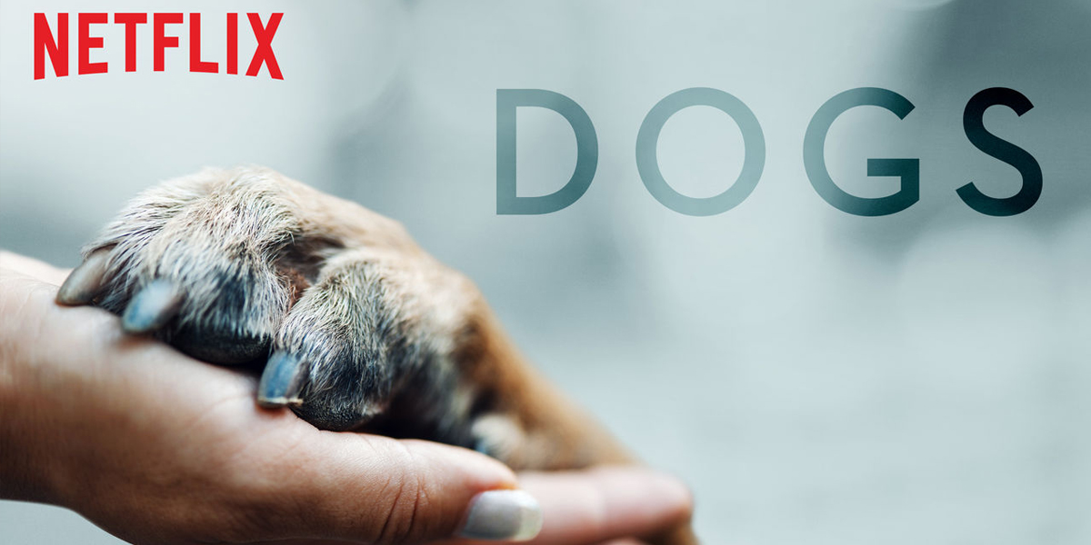 documentaire dogs