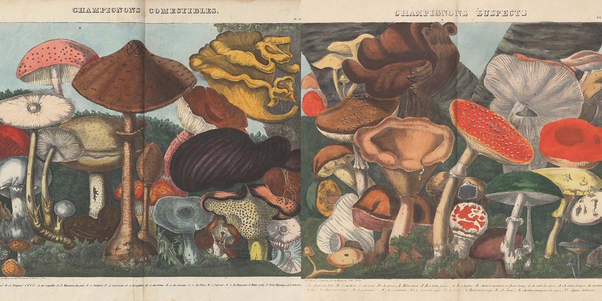 M. E. Descourtilz’s Atlas des Champignons (1827)