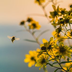 reddingsplan bijen