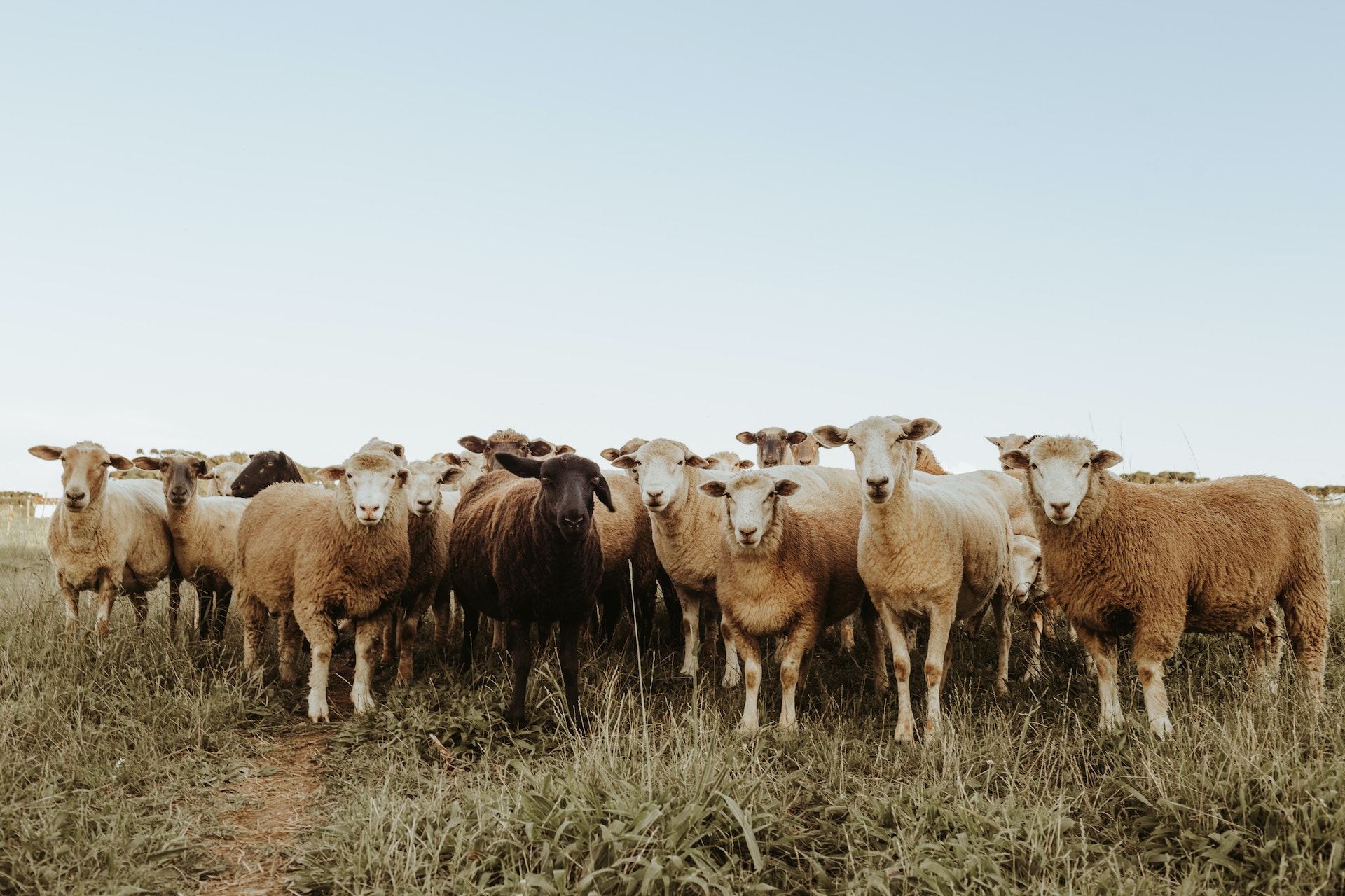 schapen in een kudde die elkaar volgen in plaats van hun gevoel